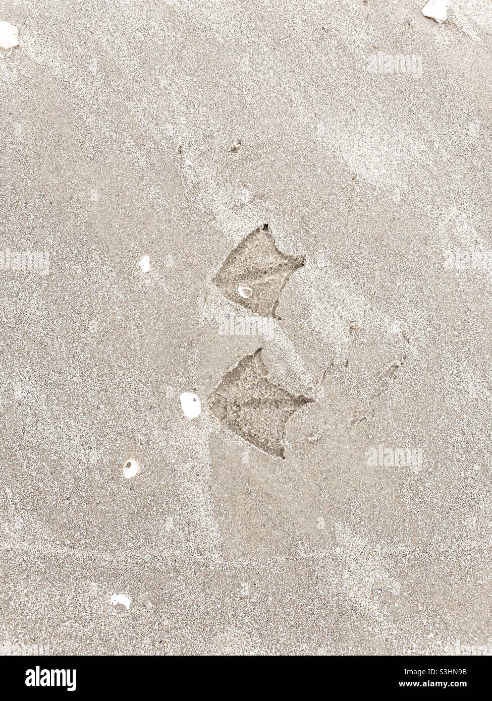 Möwenfußabdrücke im Sand am Strand Stockfoto