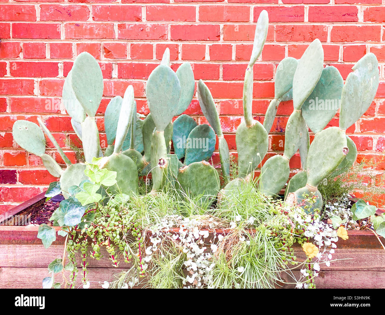 Kaktus vor der Ziegelwand Stockfoto