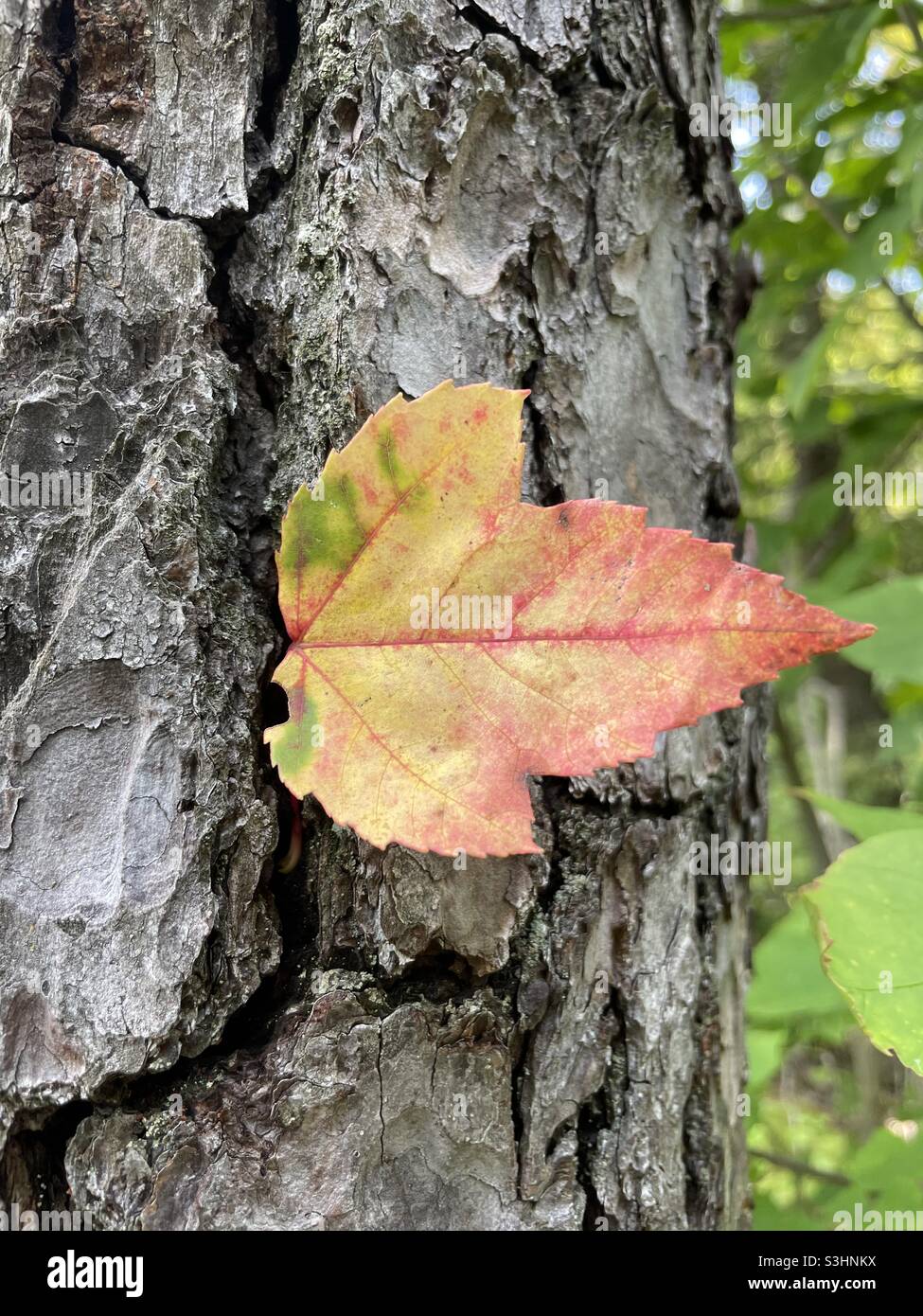Herbst Blatt an einem Baum Stockfoto