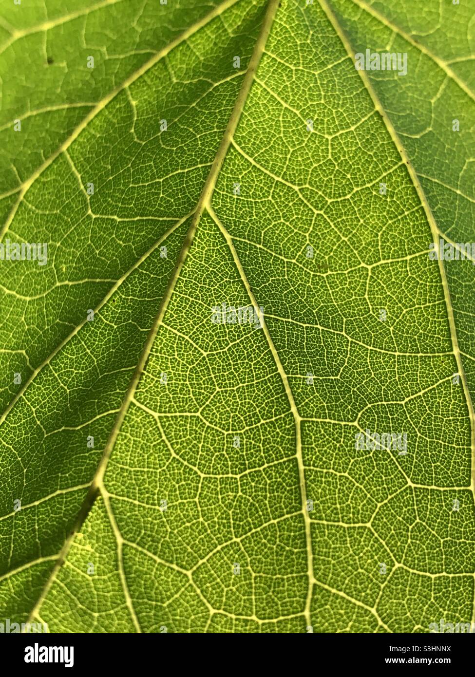 Östliche Rotbuds mit Blattdetail Stockfoto