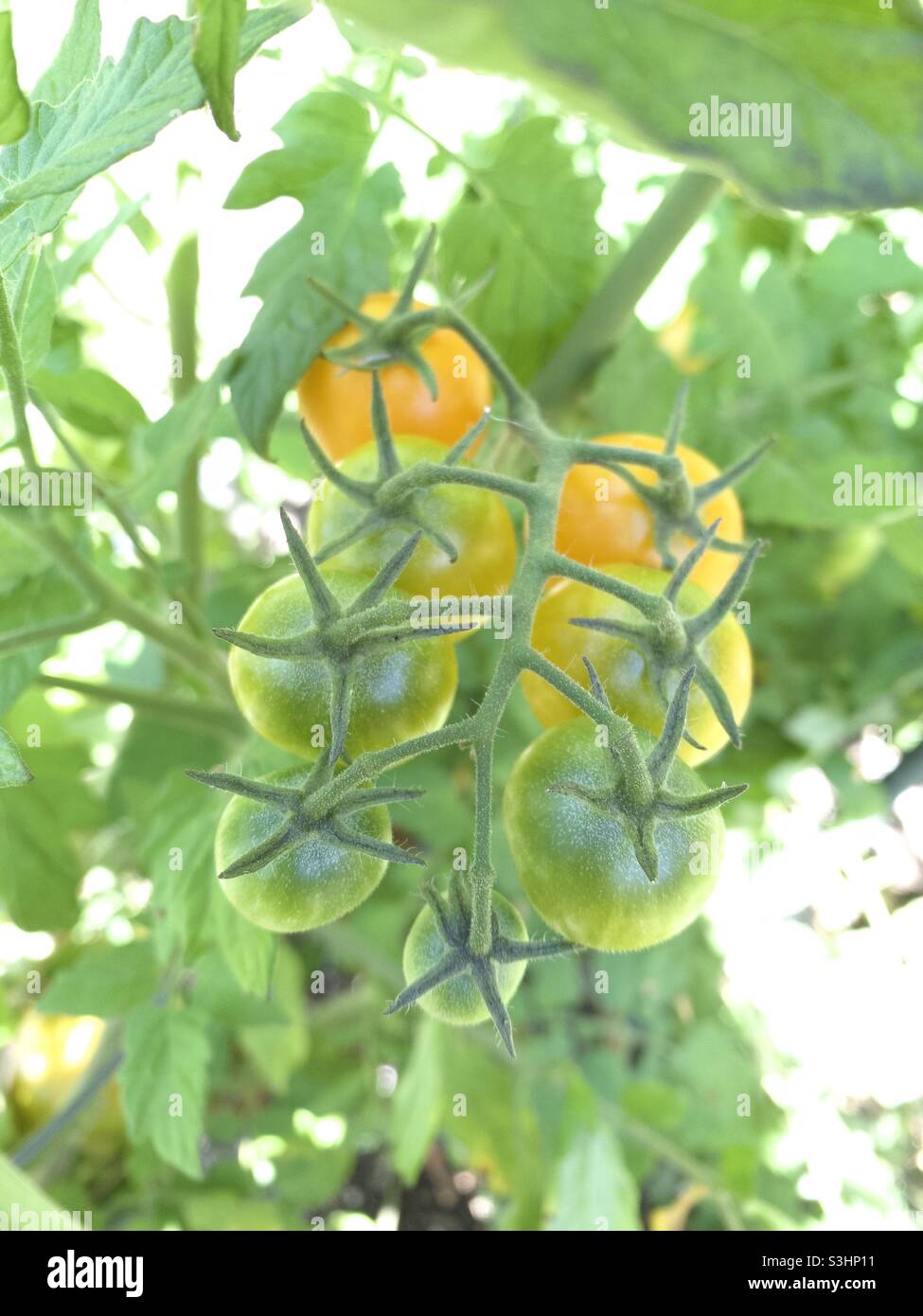 Tomaten am Rebstock - Smartphone-aufgenommenes Stockfoto