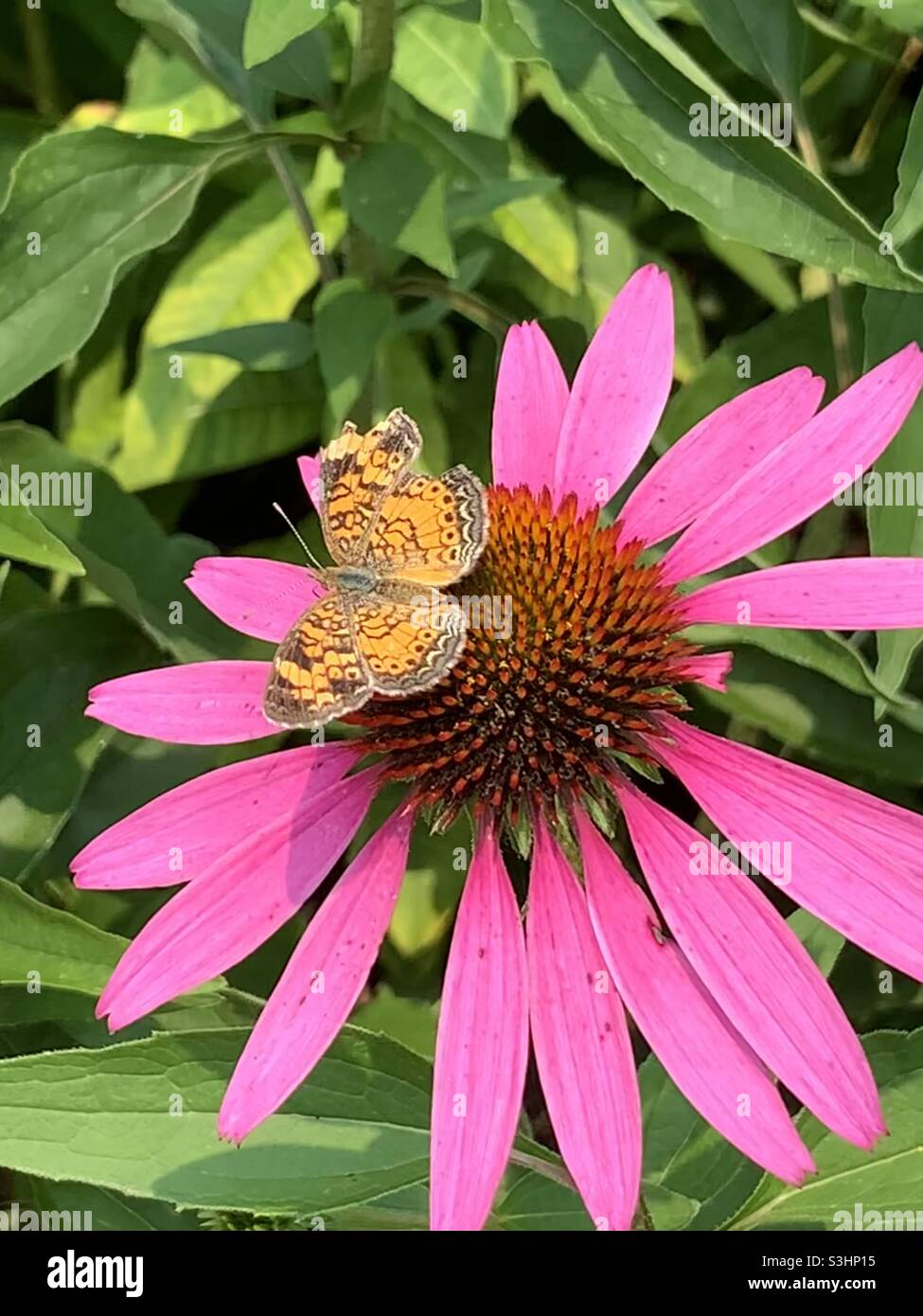 Schmetterling auf Sonnenhut Stockfoto