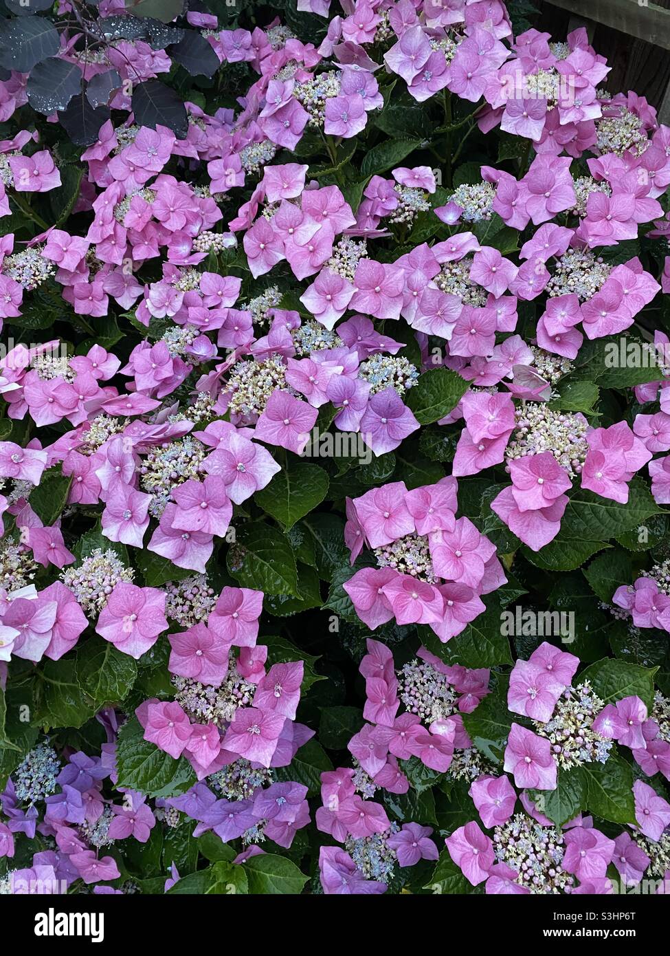 Rosafarbene Hybrid-Hydrangea Stockfoto