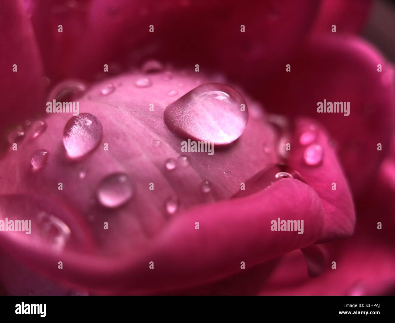Regentropfen auf einer Rosenblume. Stockfoto