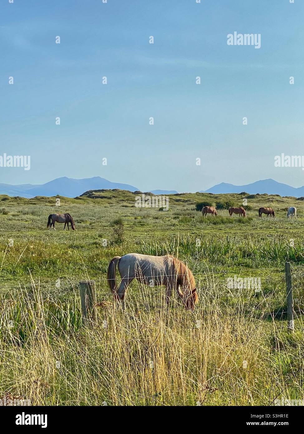 Wilde Ponys grasen in Newborough Warren, Anglesey, Gwynedd, Nordwales mit Blick auf die Snowdonia Mountain Range in der Ferne, Großbritannien Stockfoto
