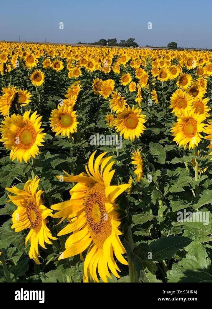 Sonnenblumenmeer von Gelb Stockfoto