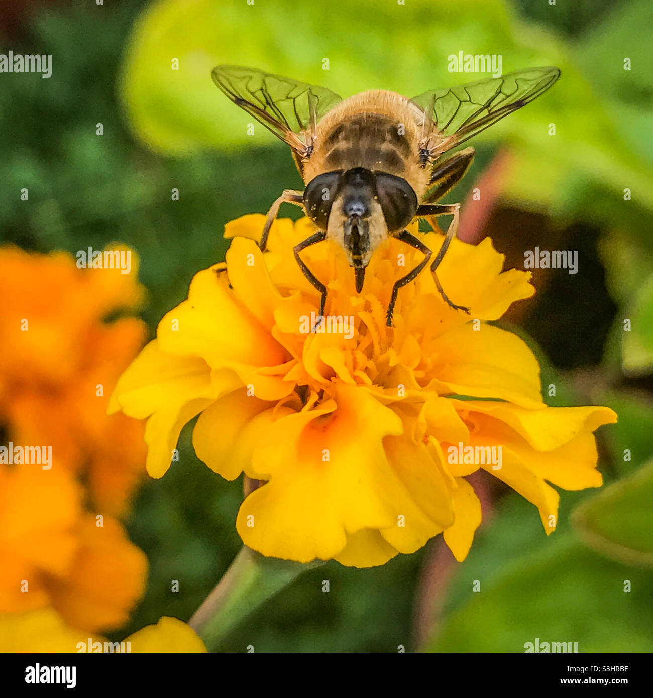 Eine gewöhnliche Drohnenfliege bestäubt eine Ringelblume Stockfoto