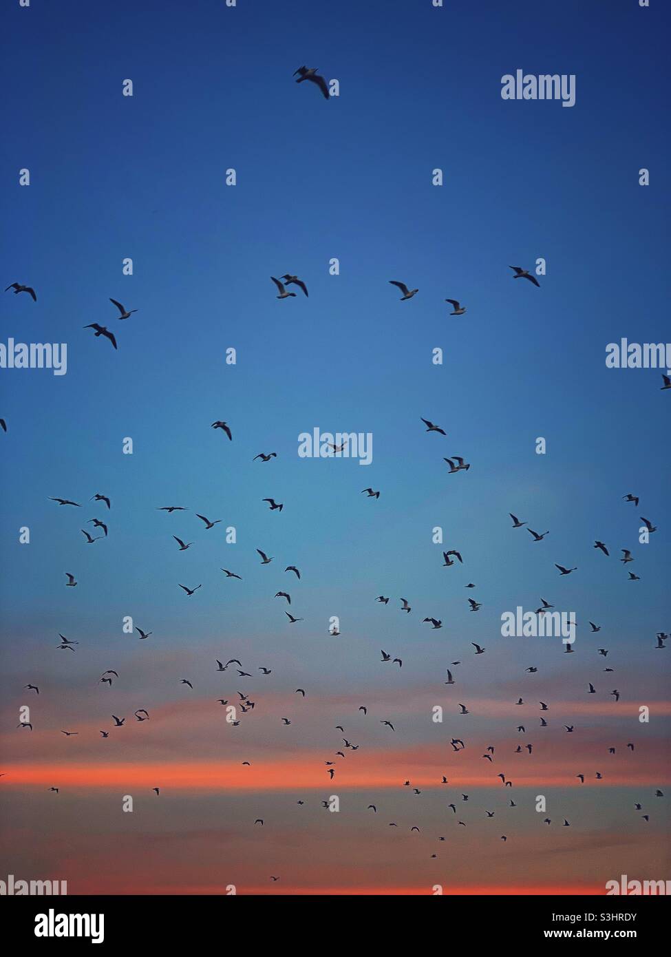 Vögel fliegen im Sonnenuntergang Stockfoto