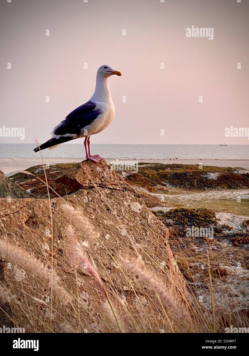 Eine Möwe, die auf einem Felsen in der Nähe des Pazifischen Ozeans thront. Stockfoto