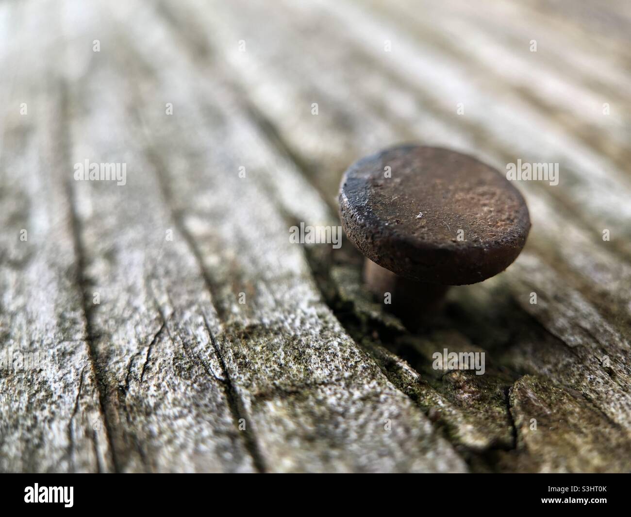 Rostiger Nagel, der aus einem alten Holzbrett ragt. Stockfoto