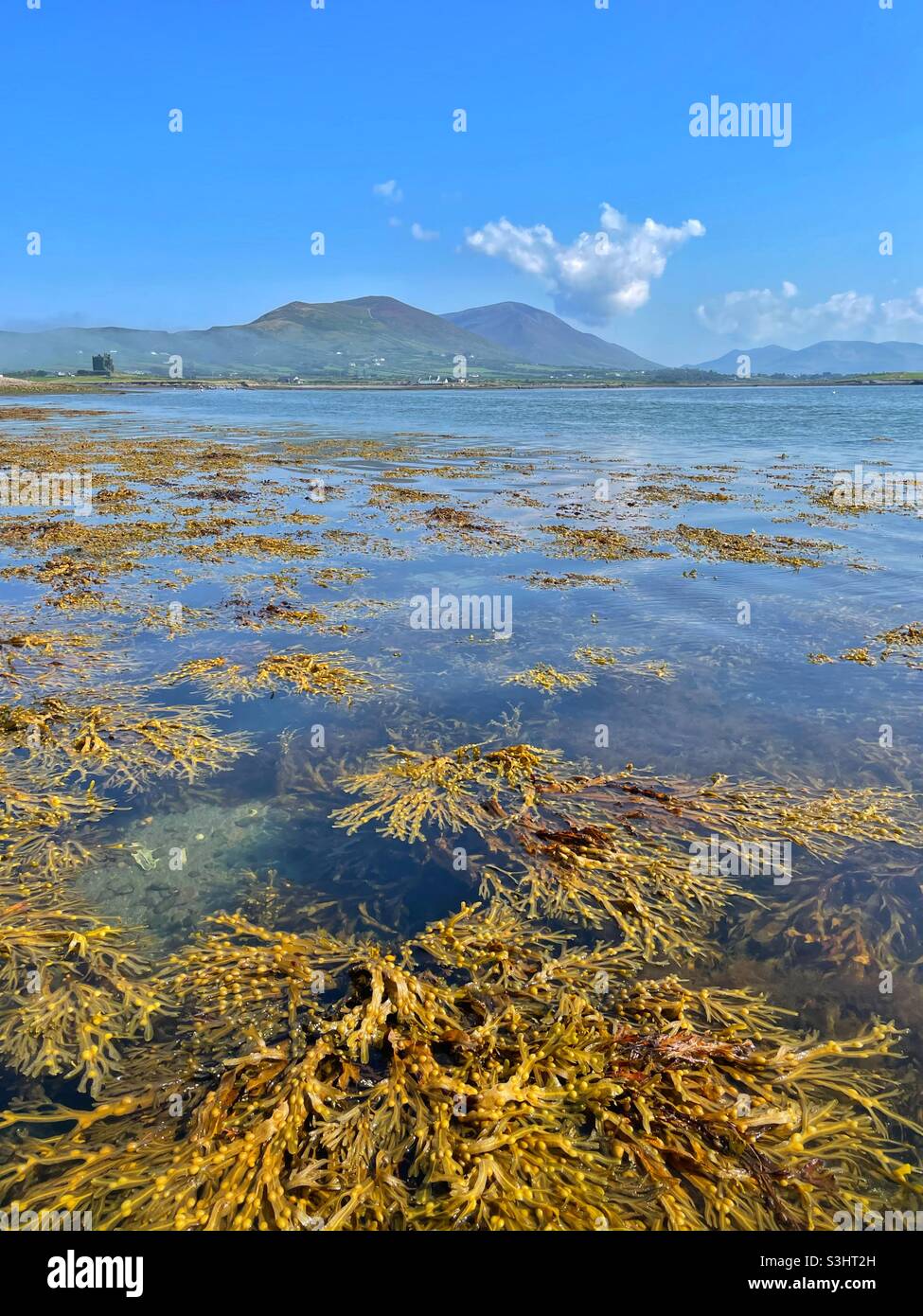 Ballycarberry Castle, auf der Halbinsel Iveragh in der Nähe von Cahersiveen, County Kerry, August. Stockfoto