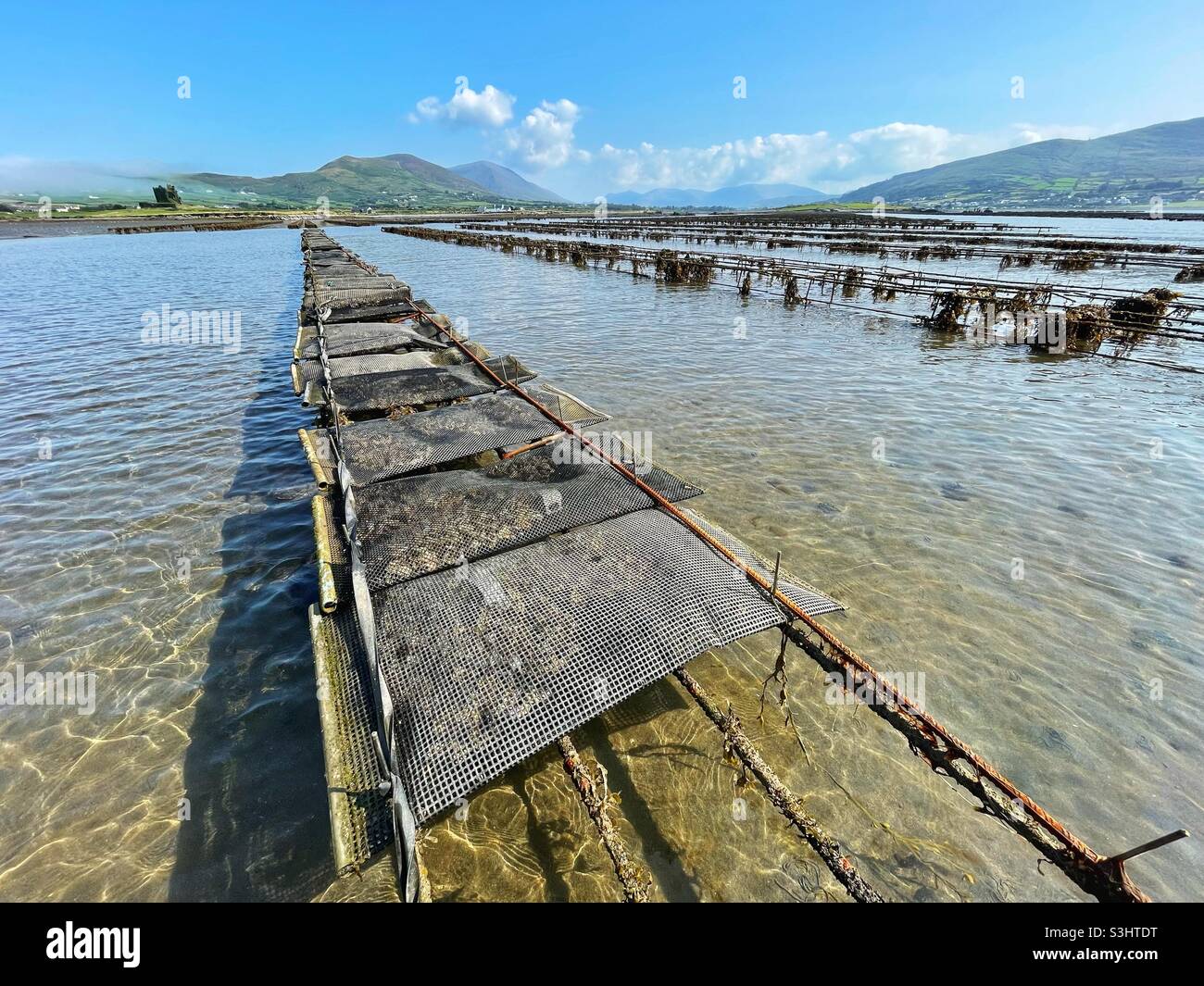 Austernfarm in den flachen Gewässern unterhalb der Ballycarberry Castle, Halbinsel Iveragh, Cahersiveen, County Kerry, Irland, August. Stockfoto