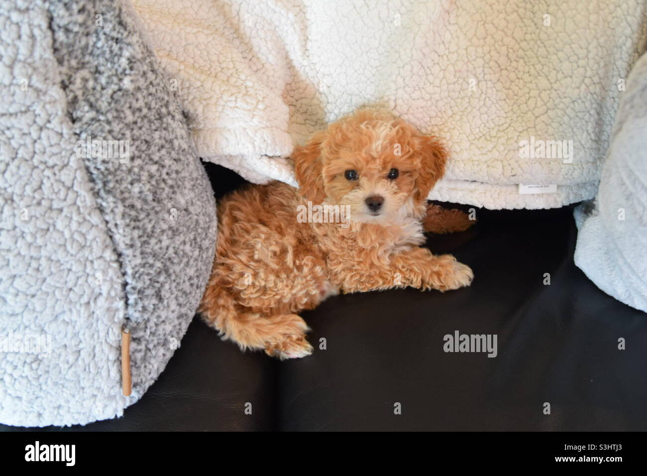 Kleiner Welpe kuschelt auf der Rückcouch, umgeben von flauschigen Decken. Stockfoto