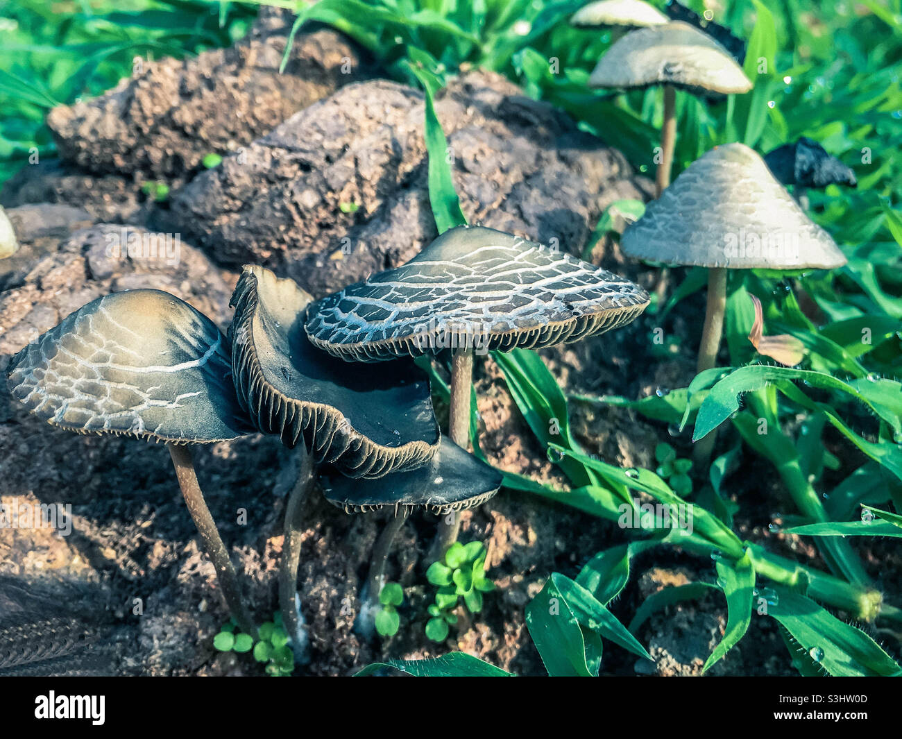 Kleine braune Pilze liegen auf dem Boden Stockfoto