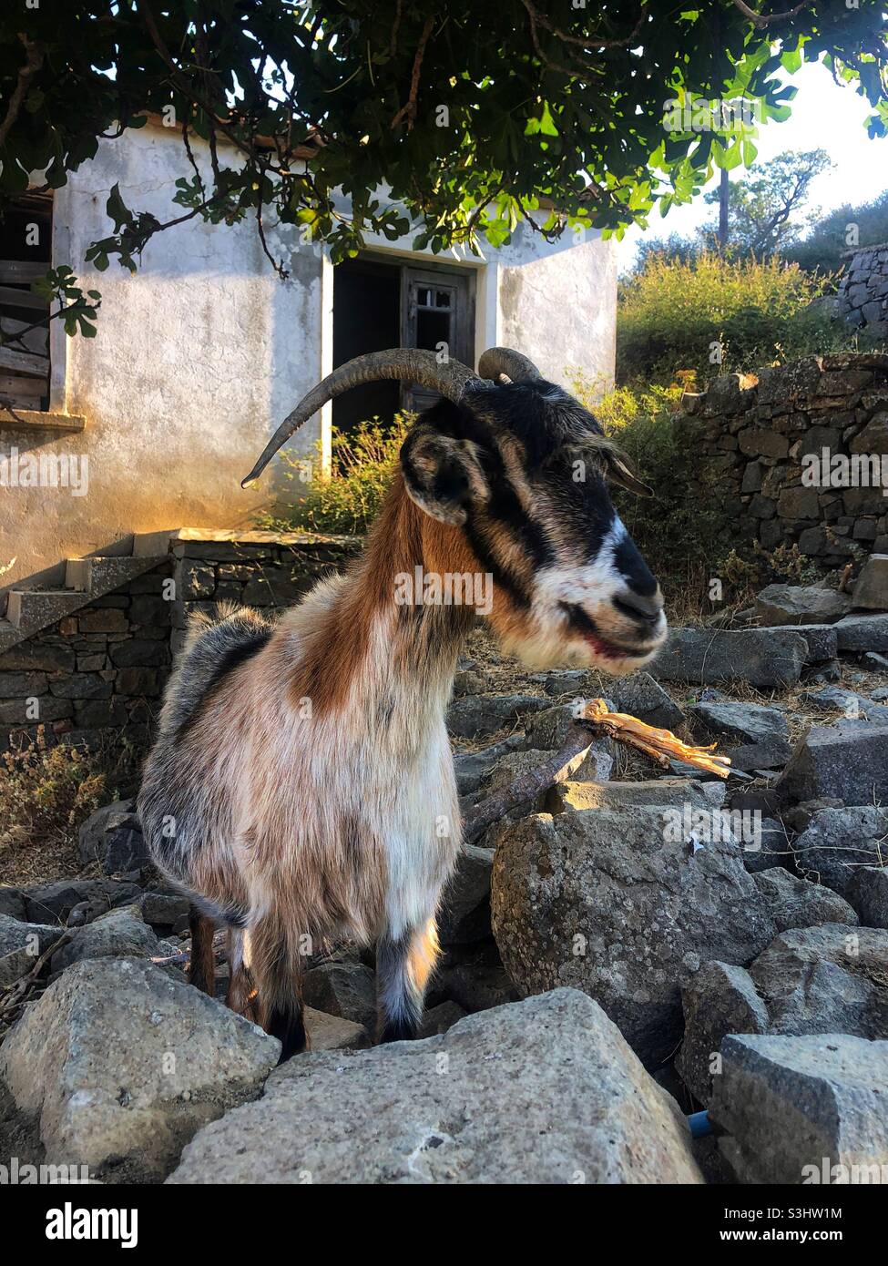 Ziege steht zwischen Felsen Stockfoto