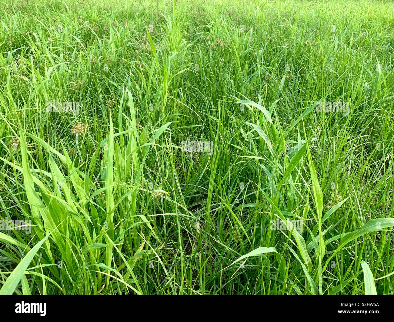 Grüner Rasen auf dem Gebiet Stockfoto