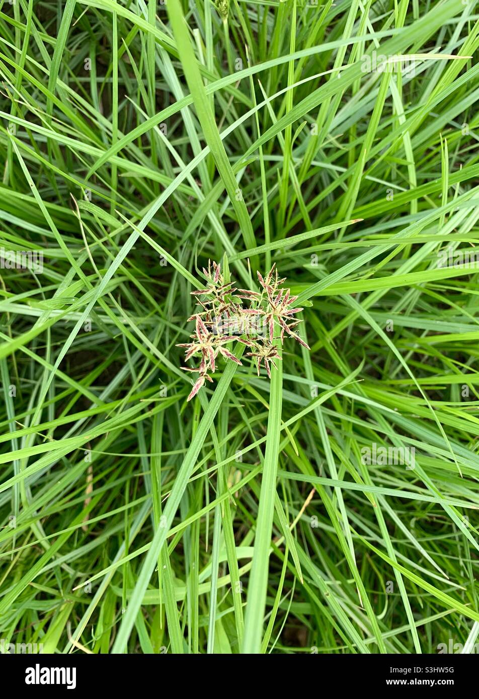 Grünes Gras auf dem iPhone XS geschossen Stockfoto