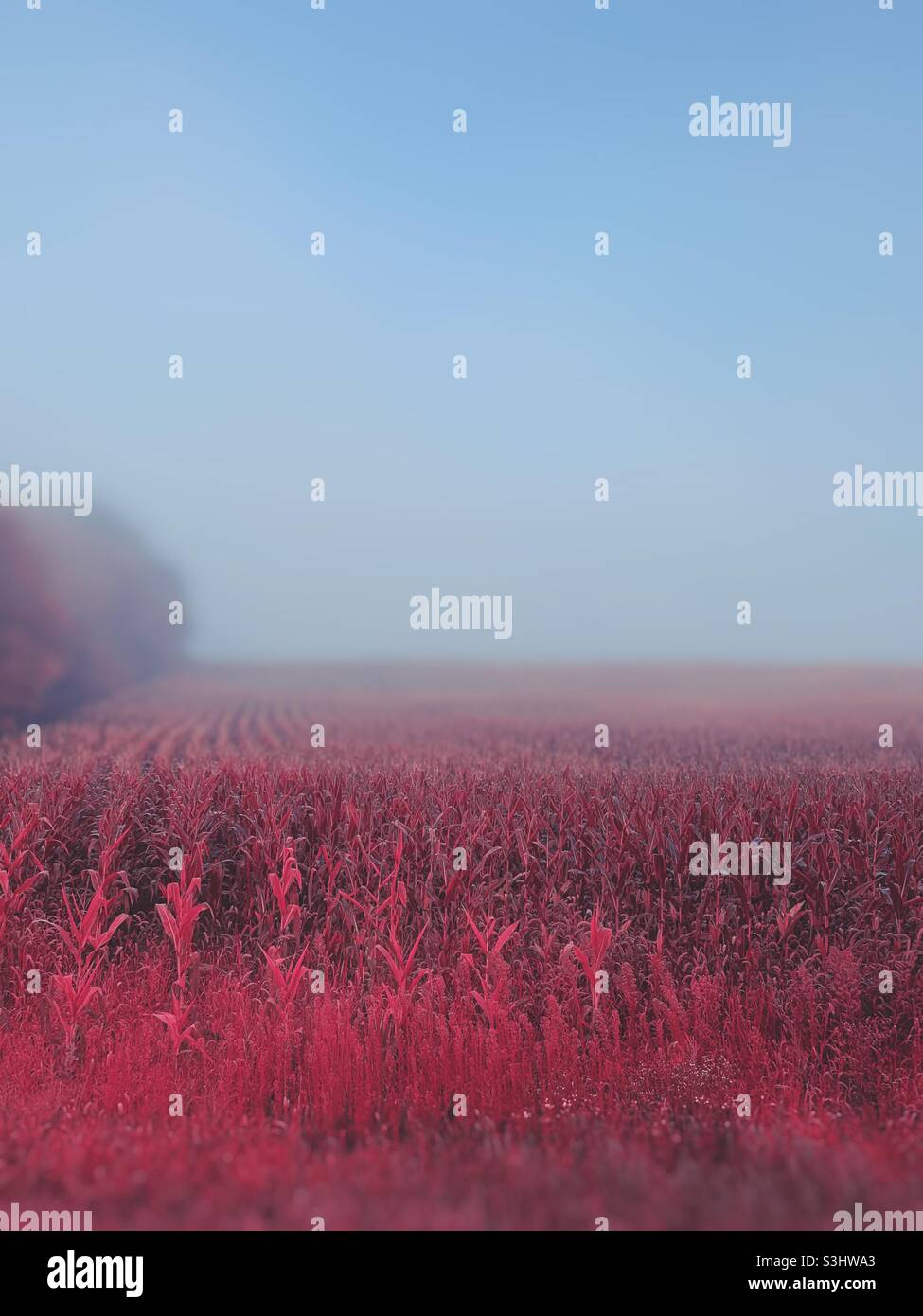 Rote Kornfelder im Nebel Stockfoto