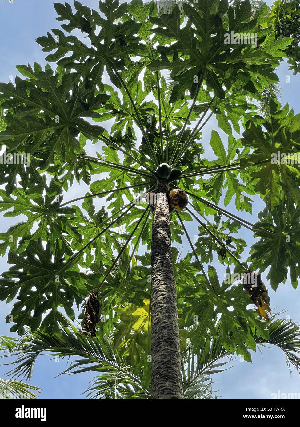 Blick auf die Früchte und Blätter eines großen Panamabaumes Stockfoto