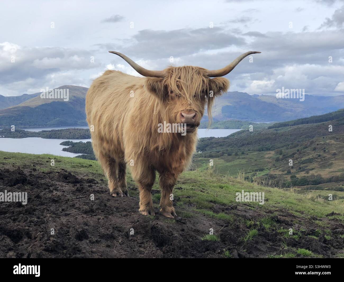Highland Cow auf Conic Hill Stockfoto