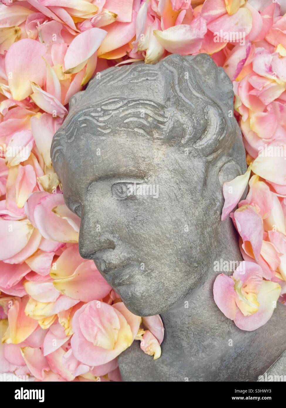 Eine graue weibliche Büste liegt seitlich in einem Bett aus rosa Rosenblättern - Smartphone-aufgenommenes Stockfoto