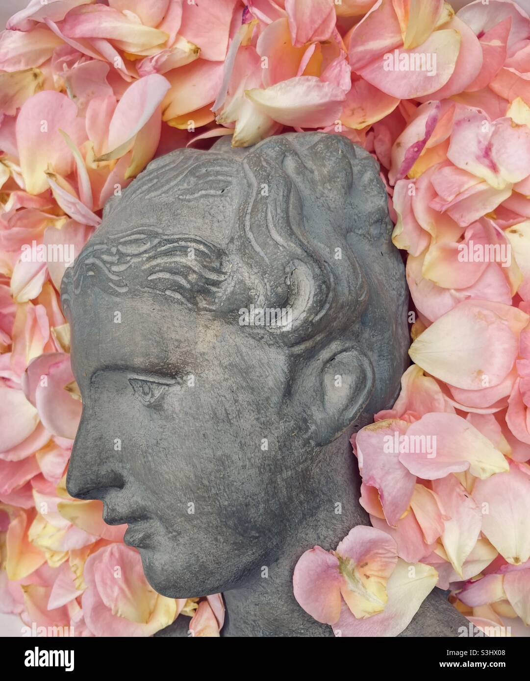 Eine graue weibliche Büste liegt seitlich in einem Bett aus rosa Rosenblättern - Smartphone-aufgenommenes Stockfoto