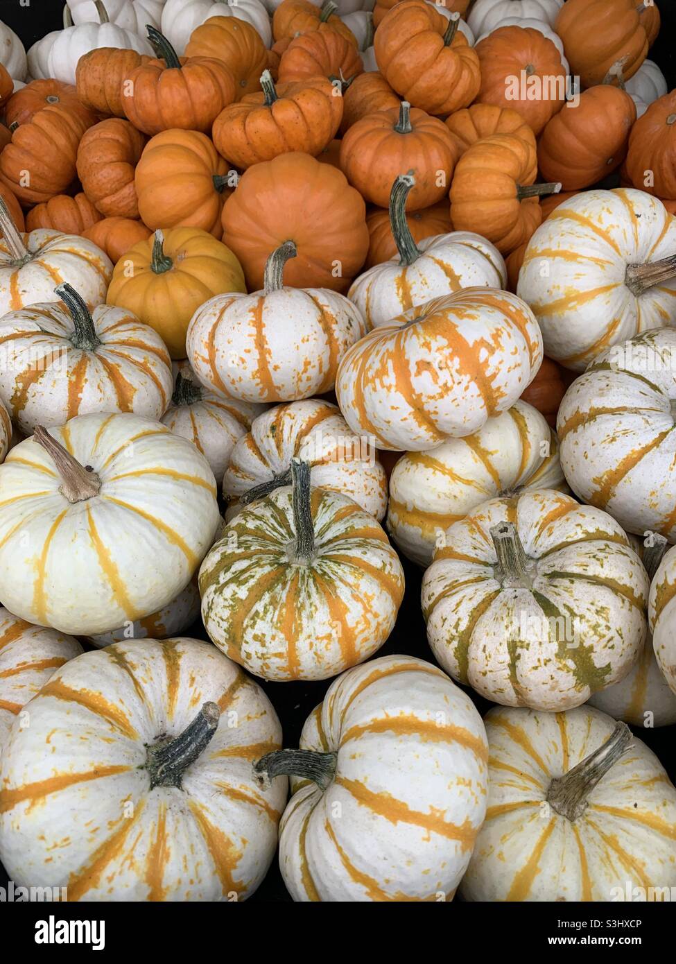 Kürbisse zu Beginn des Herbstes Stockfoto