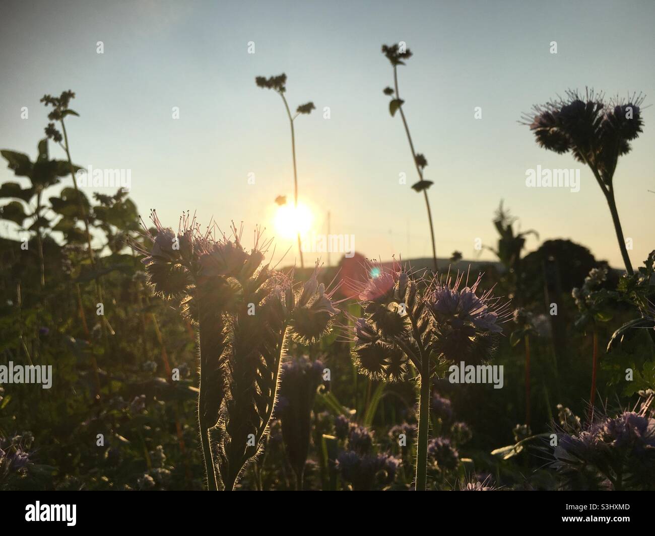 Sonnenuntergang, Wildblumen, Wildblumenfeld, Natur, Ruhe Stockfoto