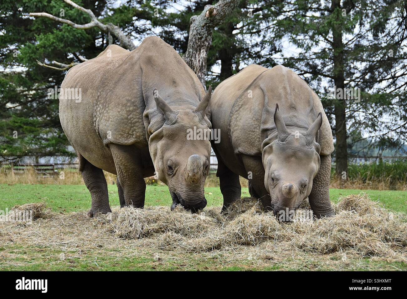 Einhornnashörner bei der ZSL Whipsnade, August 2021 Stockfoto