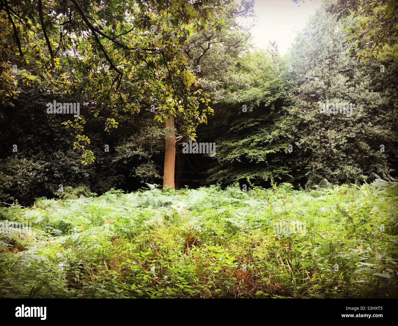 Schönheiten in Natur Schönheiten in Natur