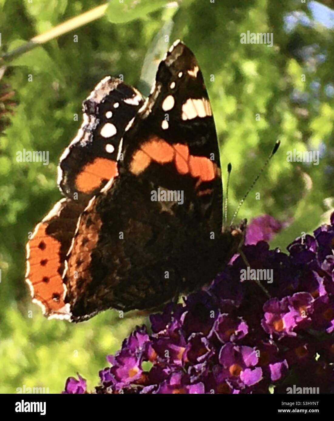 Schmetterling, orange, lila, Blume, Baum, Waldgarten Stockfoto