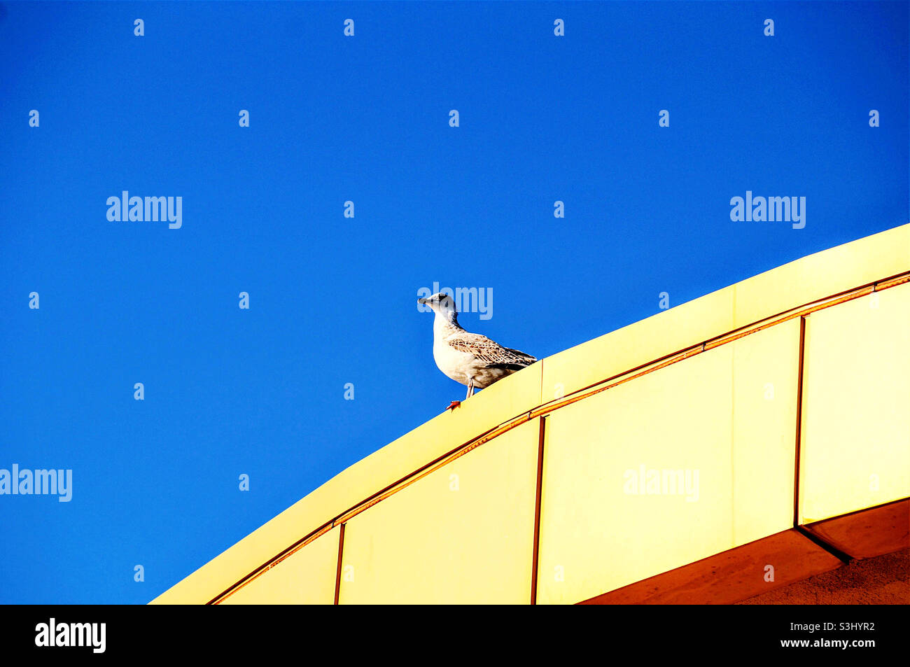 möwe im Sonnenlicht am Rand des Daches - Smartphone-aufgenommenes Stockfoto
