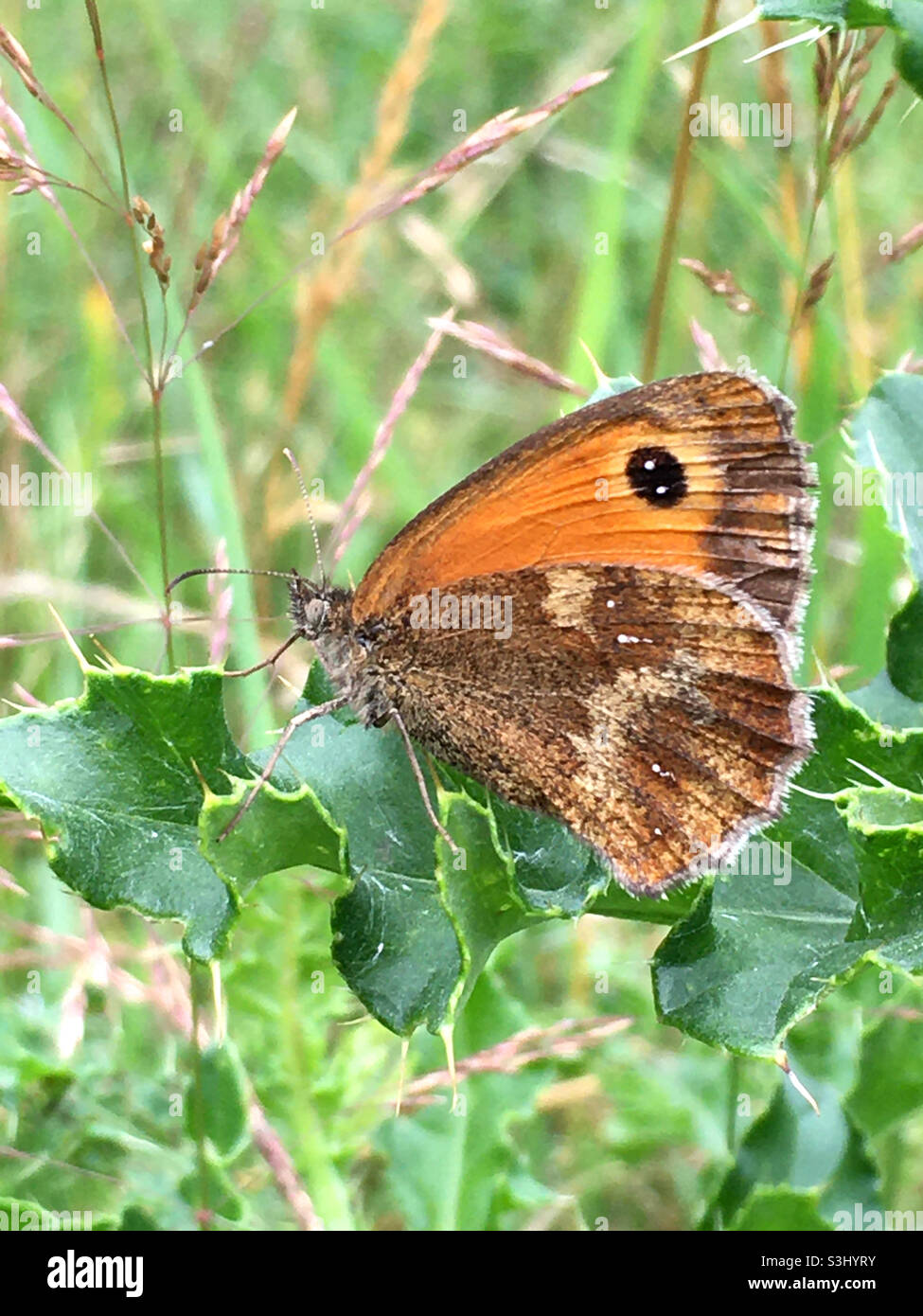 Gatekeeper Stockfoto