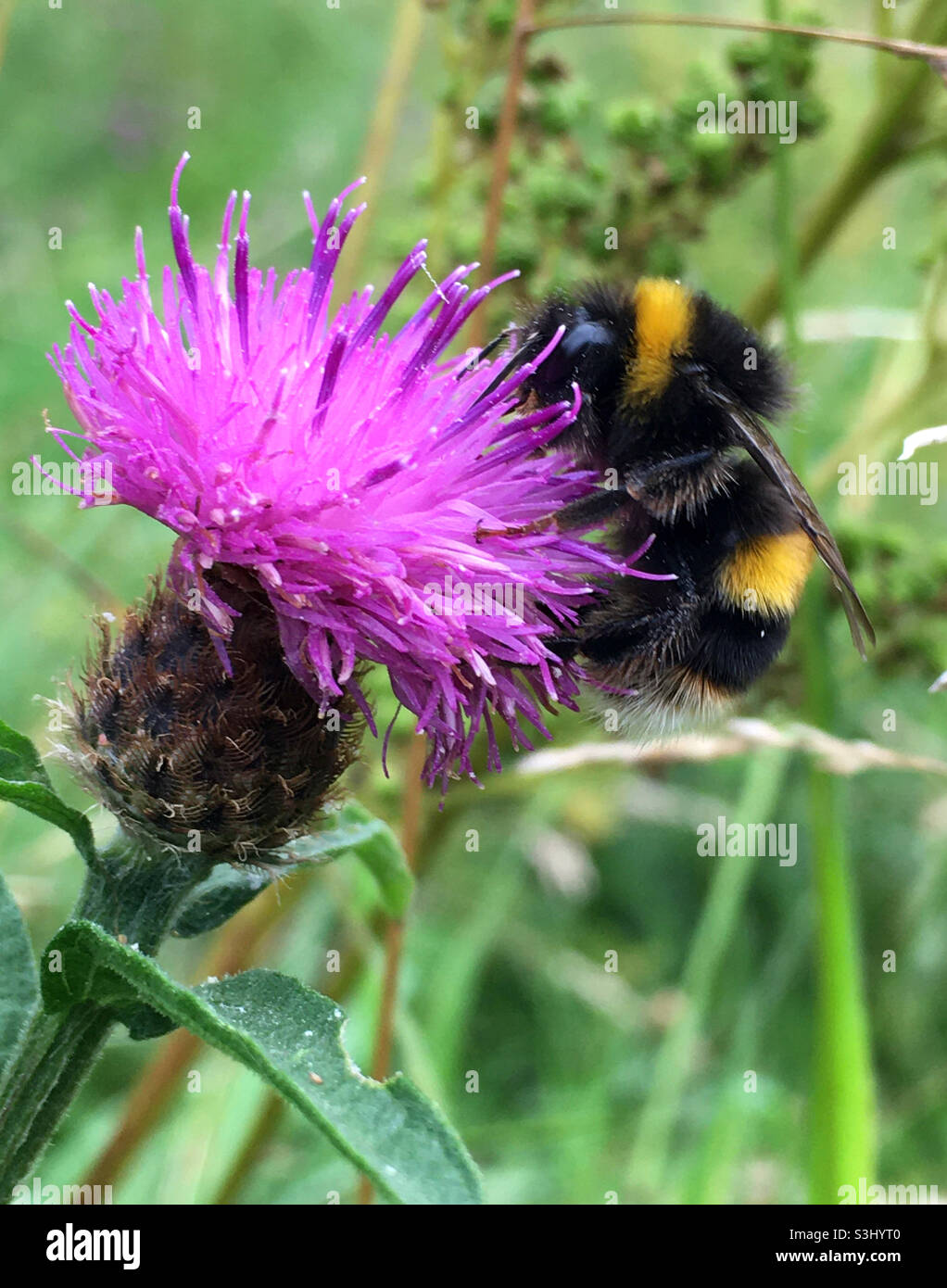 Biene Stockfoto