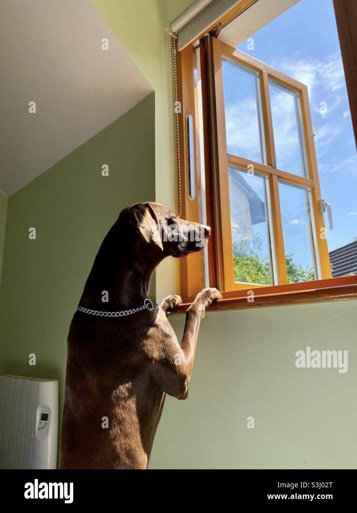 Hund schaut durch das offene Fenster Stockfoto