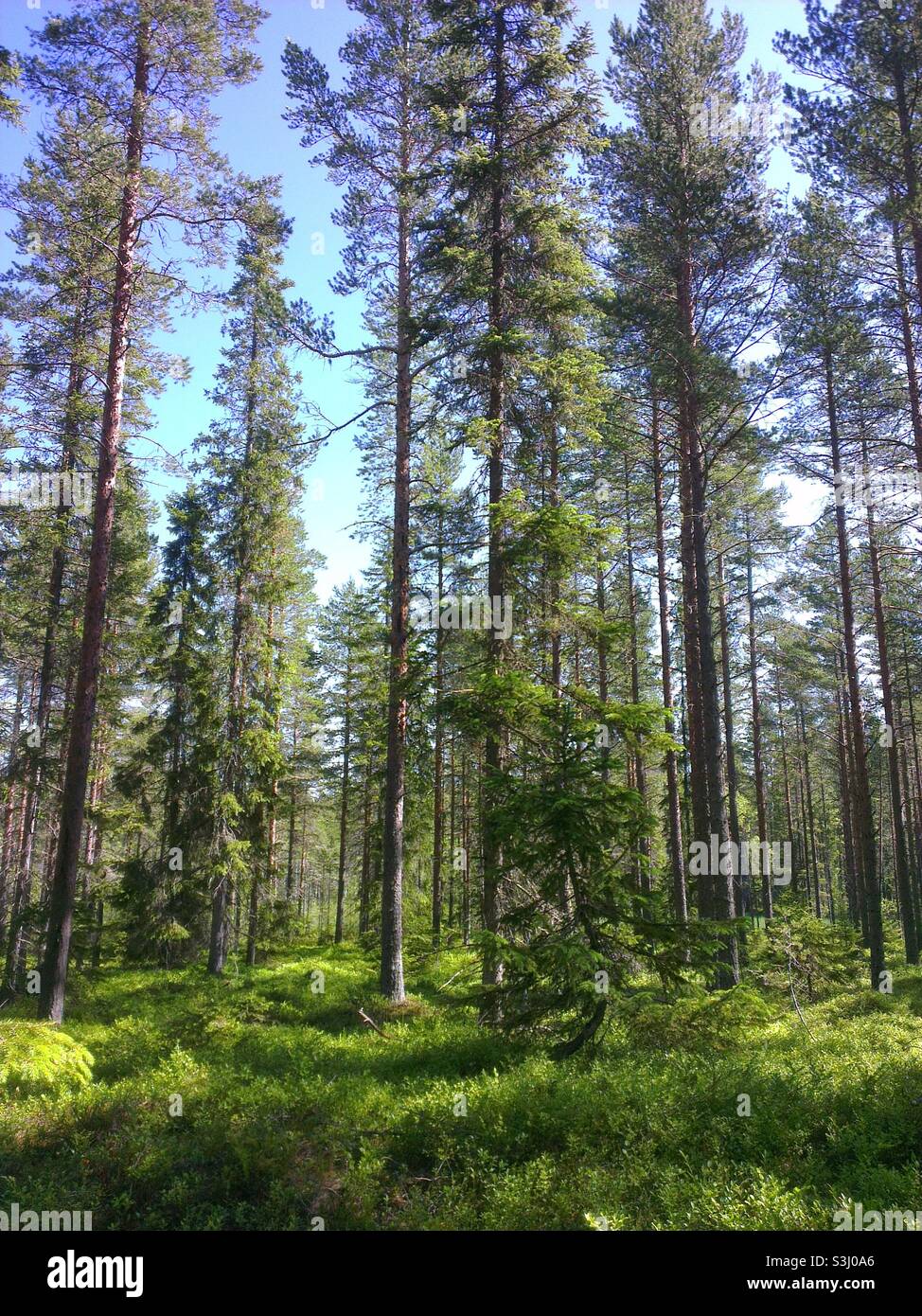 Bäume unter Tageslicht, Schweden Stockfoto