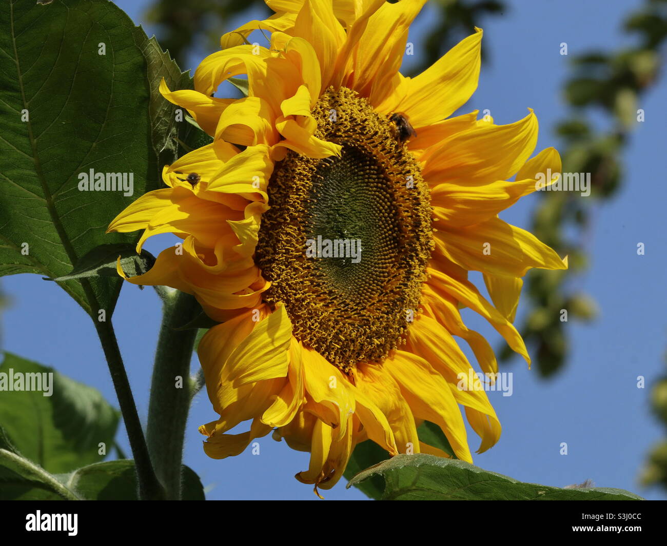 Britische Riesige Russische Sonnenblumen Stockfoto