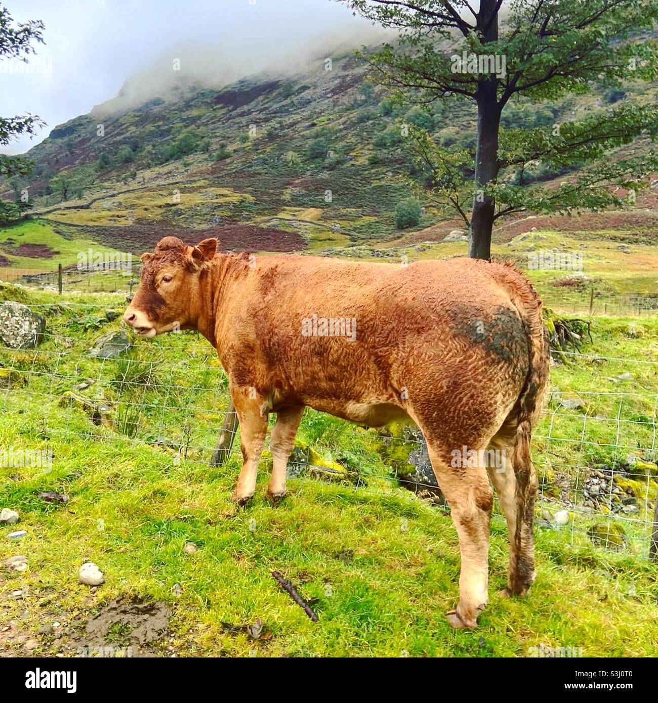 Lake District Cow Stockfoto