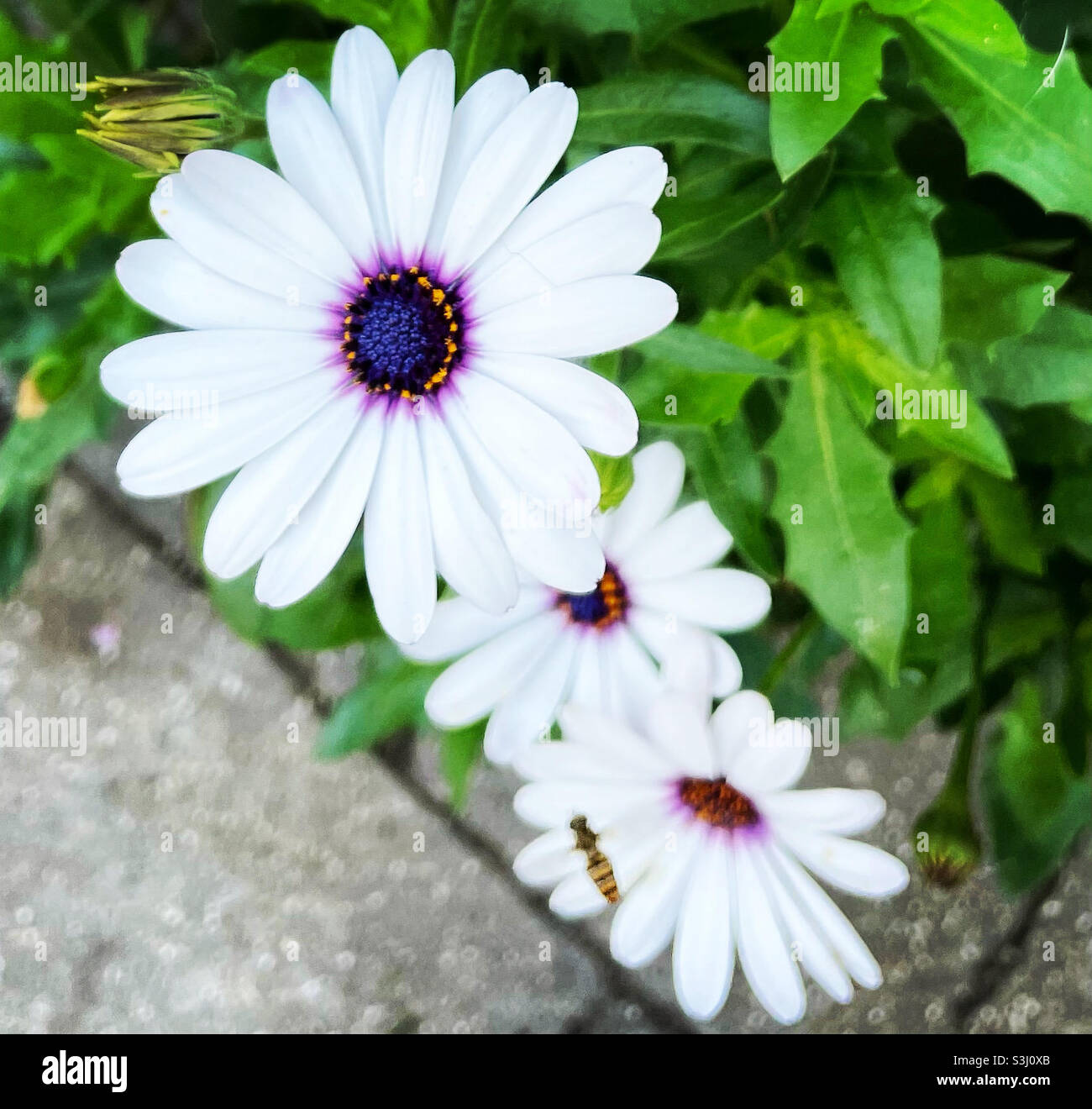 Senetti weiße Blüten Stockfoto