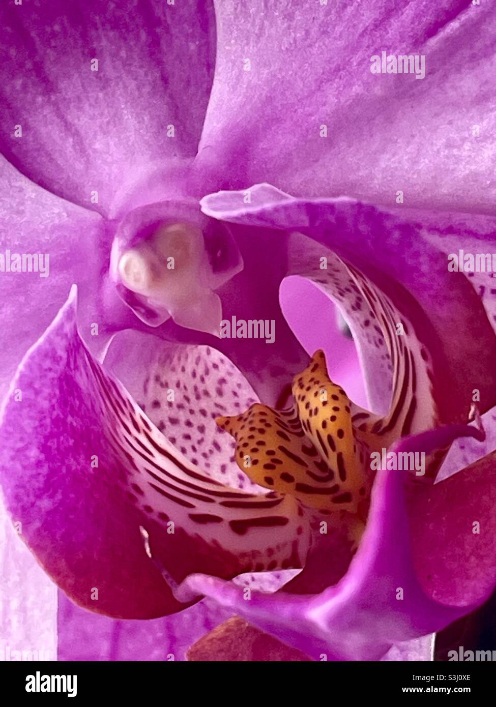 Hübsche lila Orchidee Stockfoto