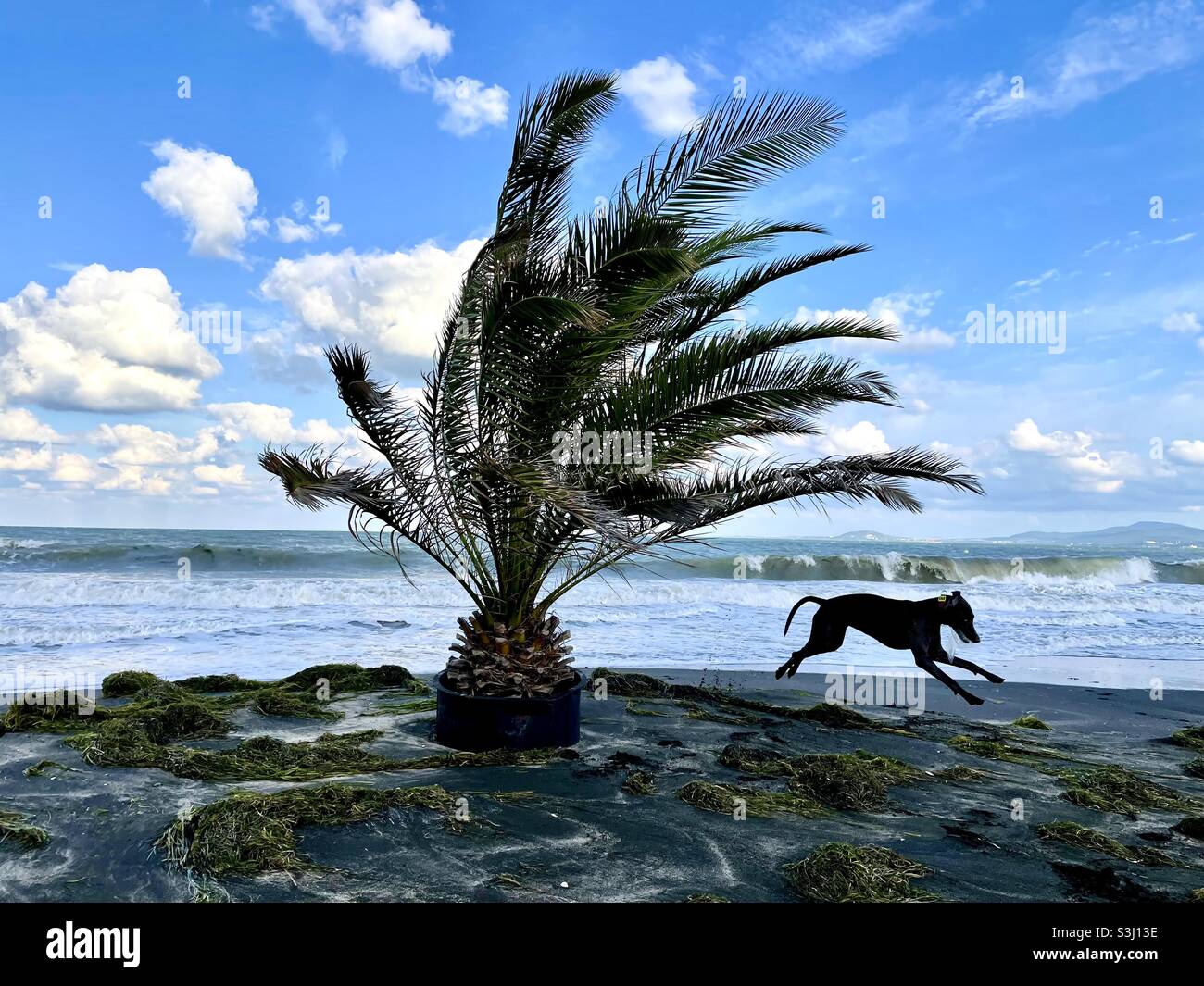 Weimaraner Hund und Palme an einem Strand. Stockfoto