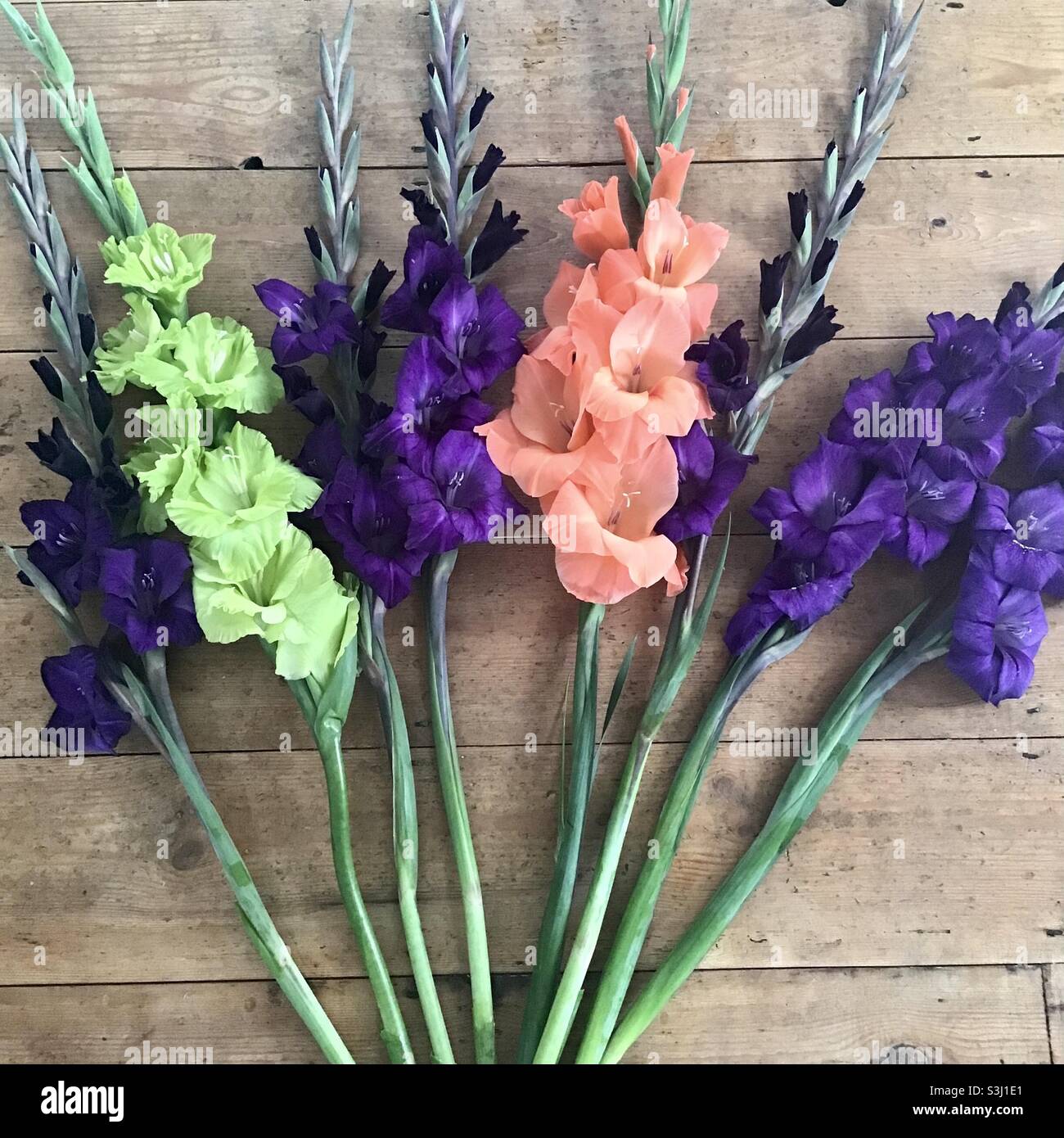 Hohe Stämme von Gladioli Stockfoto