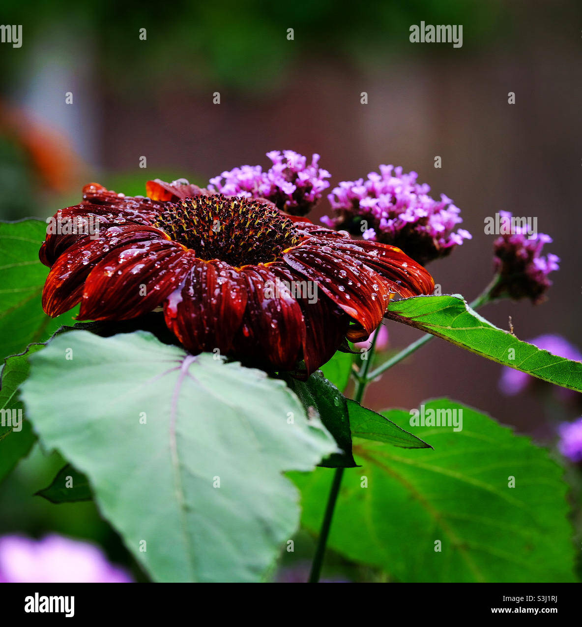 Rote Schwarze Nasse Sonnenblume Stockfoto