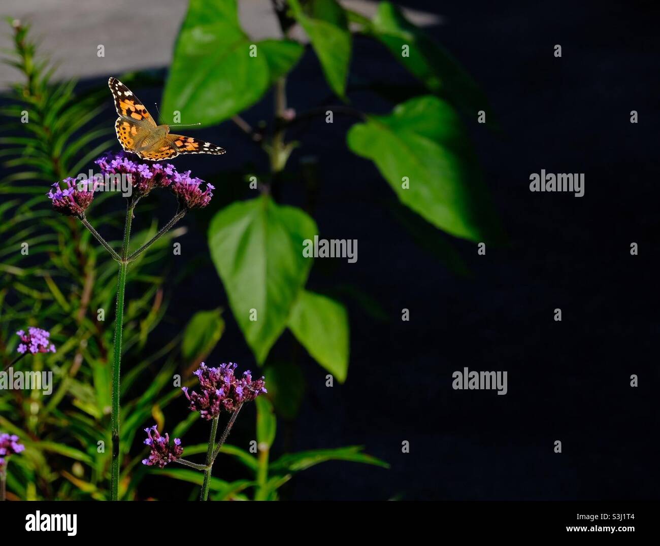 Schmetterling Am Rand - Smartphone-aufgenommenes Stockfoto