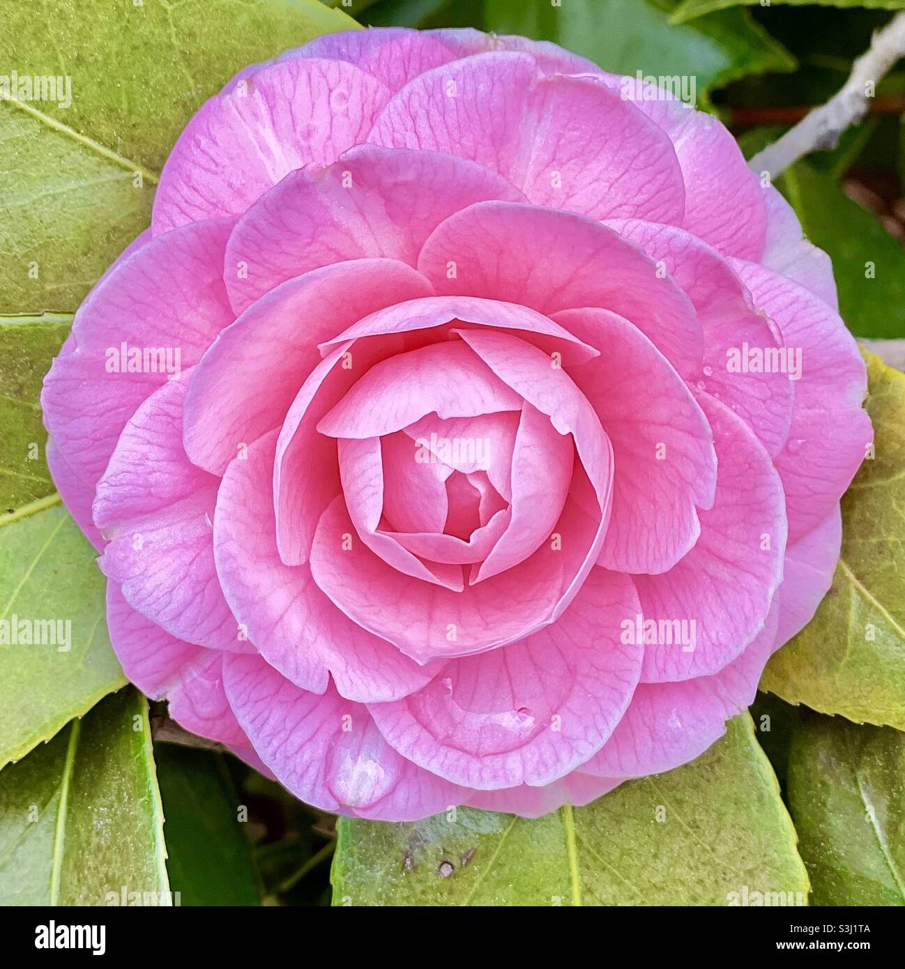 Rosa camellia Stockfoto