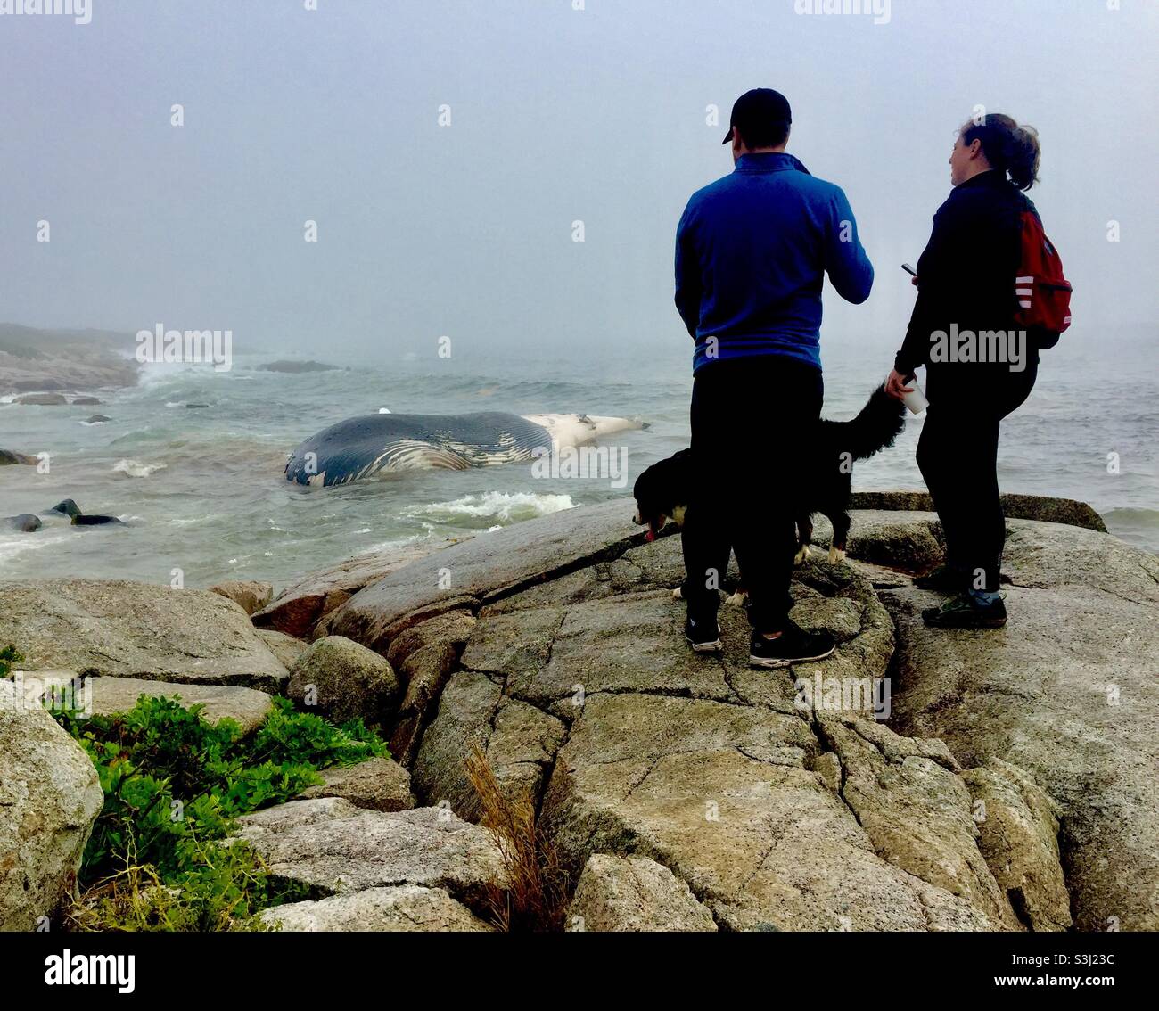 Ein 30m toter Blauwal in der Nähe der großen Felsen am Rande des Atlantischen Ozeans, Halifax, Kanada. Größtes Tier auf der Erde. Stockfoto