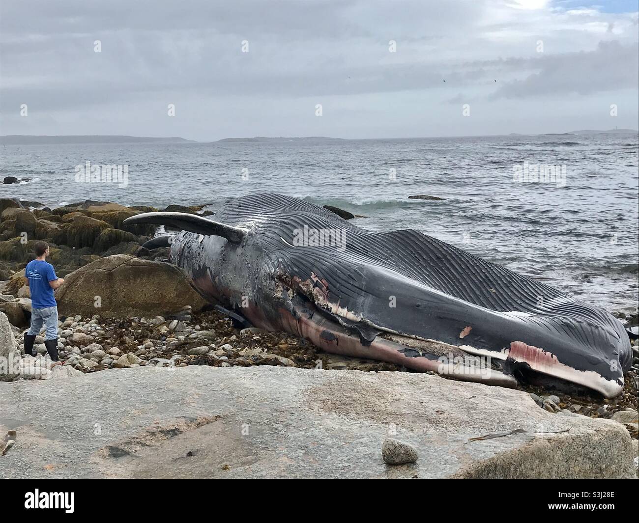 Live-Nachrichten. Ein 30 Meter langer Blauwal, tot, auf den Felsen ausgebreitet, Halifax, Kanada, September 2021. Natur am Arbeitsplatz. - Smartphone-aufgenommenes Stockfoto