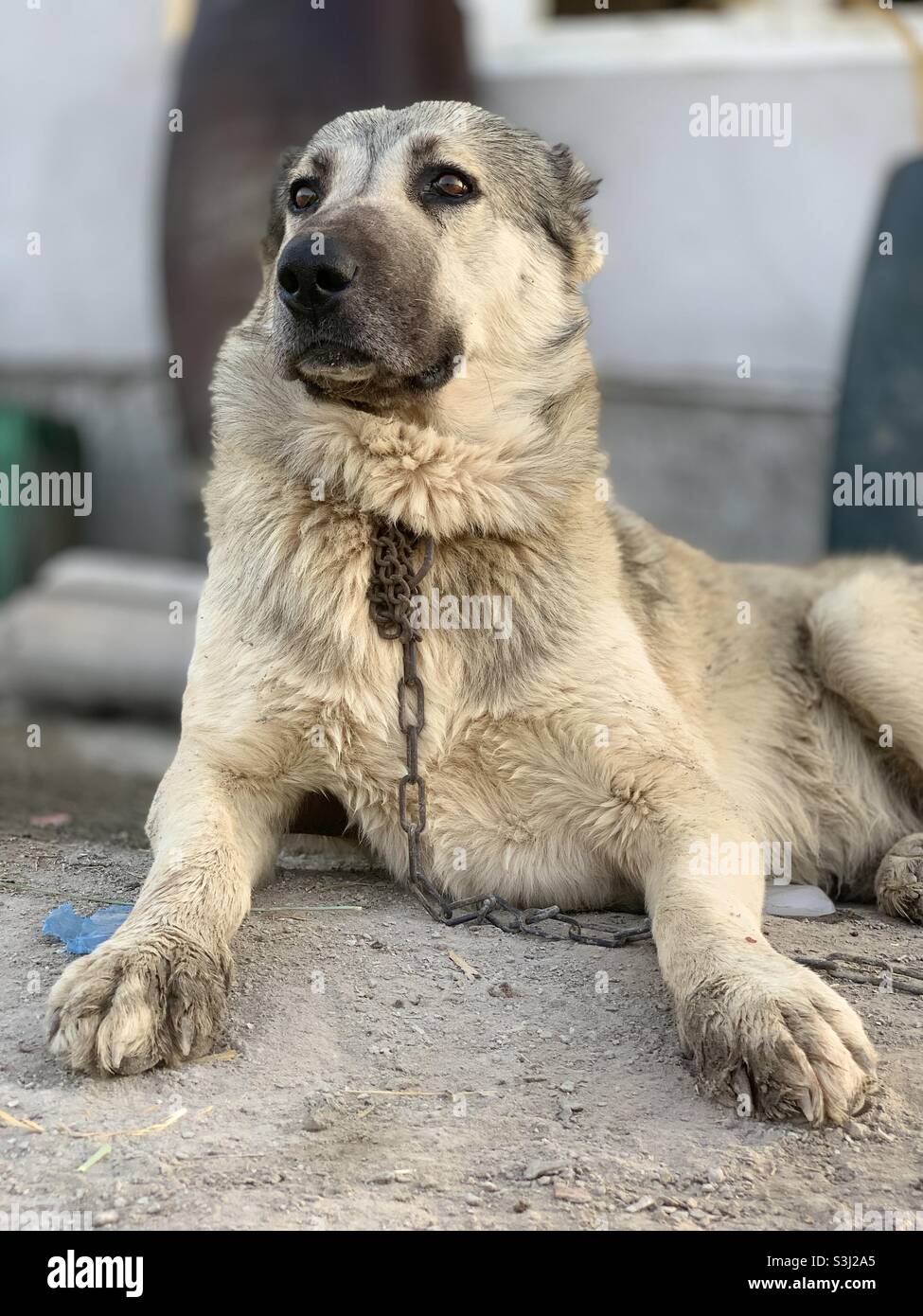 Verärgerter Hund - Christoph Stockfoto