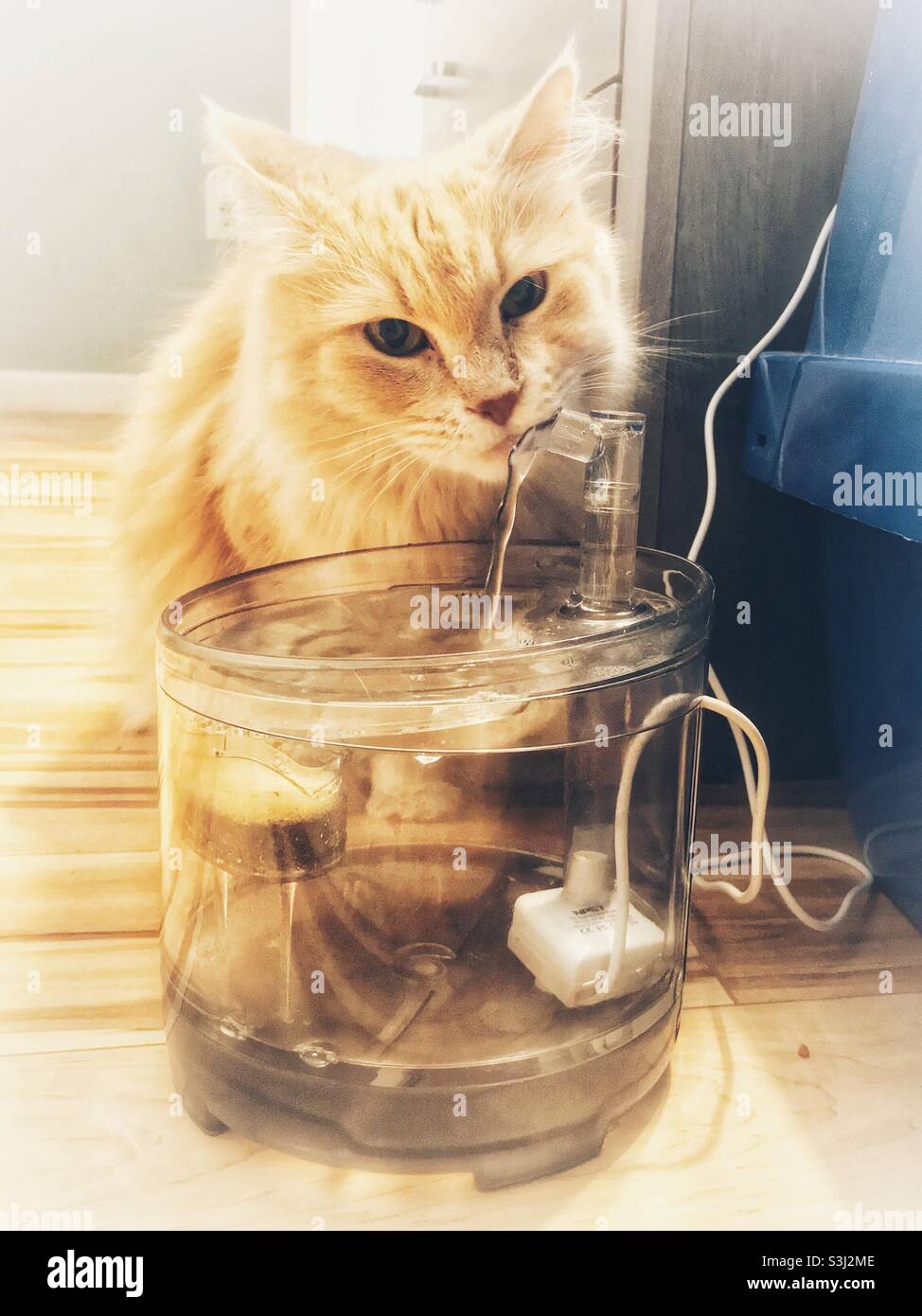 Langhaarige Kitty-Getränke aus dem automatischen Wasserspender - Smartphone-aufgenommenes Stockfoto