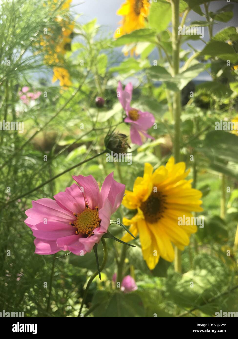 Kosmos, Sonnenblume, Garten, Himmel, Natur, wilde Schönheit Stockfoto